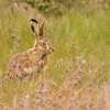 Zajic ibersky - Lepus granatensis - Iberian Hare 4430